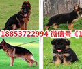 兴国县出售各种名犬