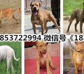 广东河源紫金县出售各种名犬