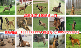 蛟河养犬厂电话图片5