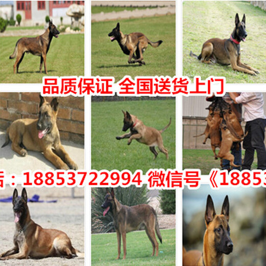 昌乐县出售各种名犬