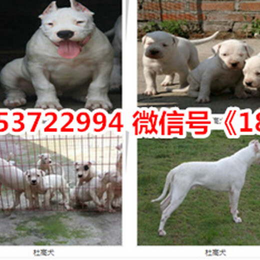 吉木乃县卖狗的厂子