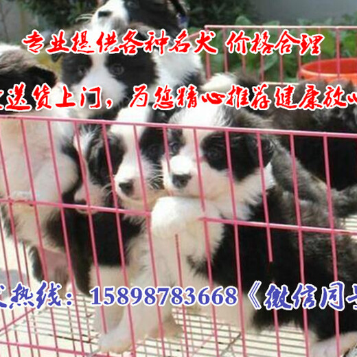 山西忻州五台县狗市场