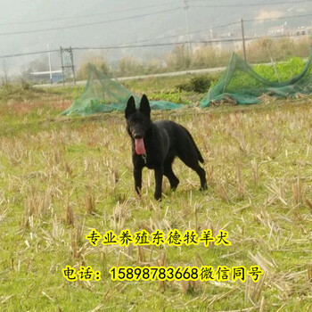 陕西渭南大荔县哪里有卖狗的