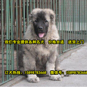 湖南邵阳邵东县出售各种名犬