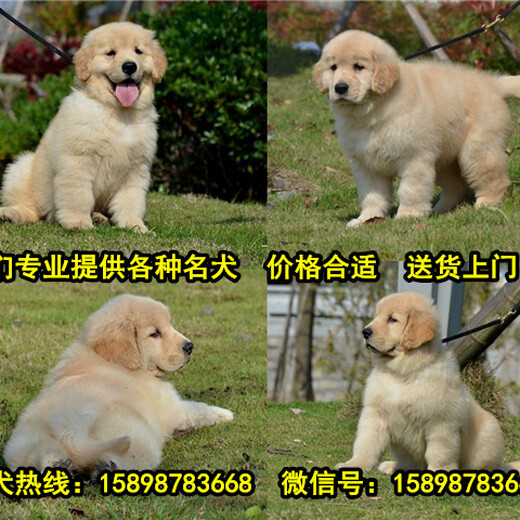 德令哈市出售各种名犬