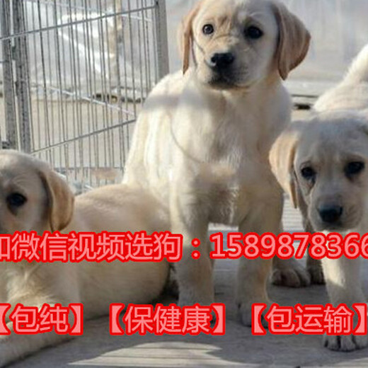 广西壮族自治柳州三江出售各种名犬