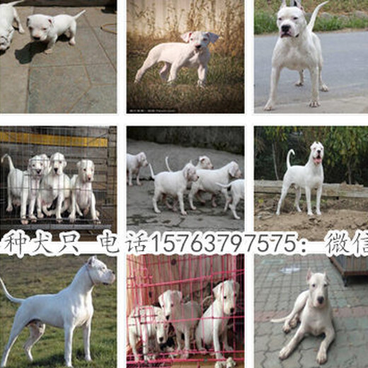 沐川县马犬狗场地址