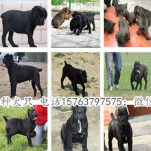 江西赣州莲花狗场送368训犬教程图片