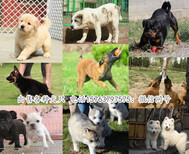 陕西榆林米脂狗场养殖图片3