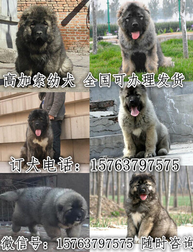 桂林市卖狗的联系方式狗狗价格