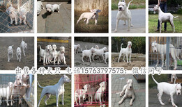 安庆市卖狗的联系方式狗狗价格图片3