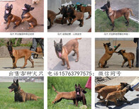 浙江省本地有没有狗场品质图片5