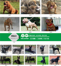 广州白云养狗场市场走向图片