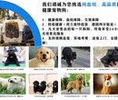 昭通市有放羊犬出售幼犬怎么挑选图片