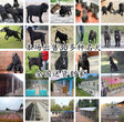 海陵杜高犬幼犬价格狗场电话包运输图片