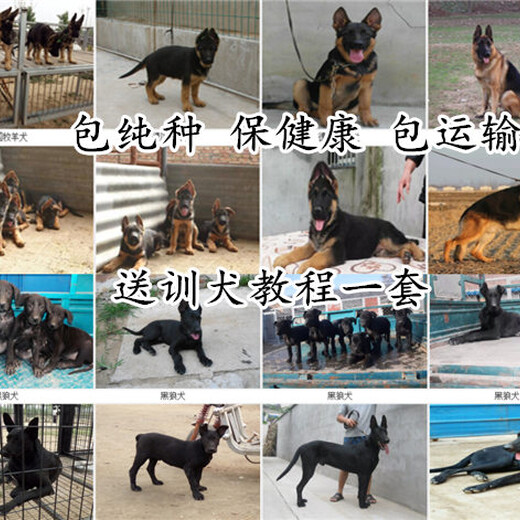 陇南宕昌德国牧羊犬狗场地址