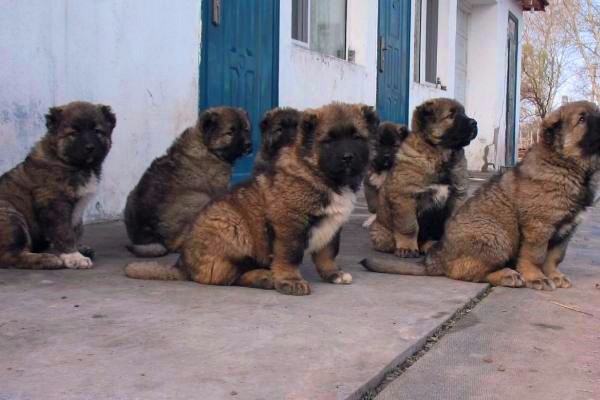 贵阳鸿超田园犬价格上门指导