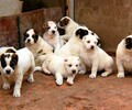 广西桂林鸿超田园犬养殖利润上门指导