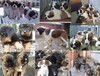 乌海土狗犬苗批发市场