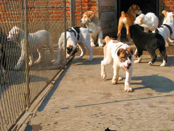 佛山鸿超田园犬价位市场行情