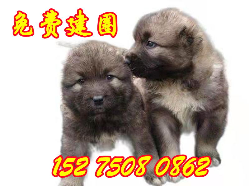 广州黄埔卖肉狗电话包技术