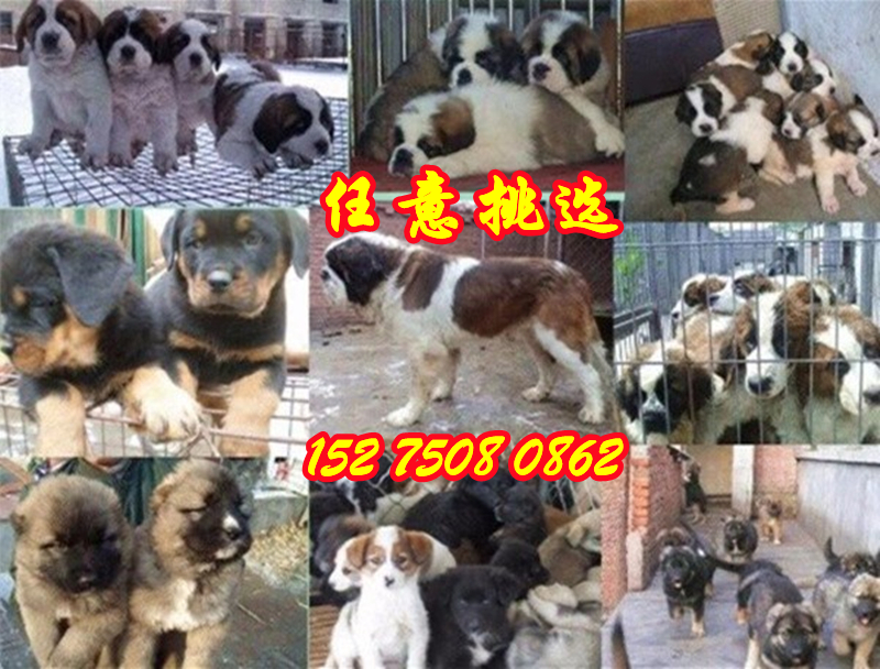 广州黄埔卖肉狗电话包技术