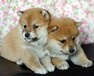 日本柴犬出售高品质柴犬幼犬可上门挑选可签订购犬合同