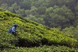 福建茶叶出口代理流程