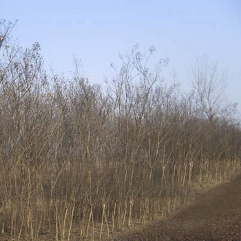 紫薇树：生态宝种植基地直供，量大价格从优