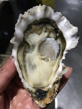 杭州生蚝牡蛎批发零售