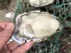 乳山海蛎子批发都在哪金给利牡蛎养殖