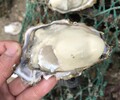 乳山海蠣子批發都在哪金給利牡蠣養殖