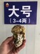 宁波生蚝批发价格，宁波海鲜牡蛎供应