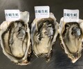 成都進口生蠔批發鮮活海鮮貝類海蠣子供應