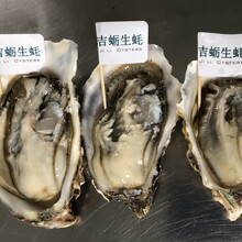 徐州生蚝批发价格鲜活海蛎子产地货源图片