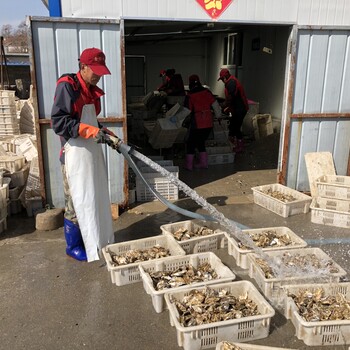 威海海蛎子和生蚝的区别鲜活生蚝厂家批发