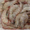 今日南美白對蝦收購價白對蝦養殖最新方法