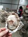 上海海蛎子进货江扬市场水产生蚝价格