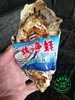 淮安生蠔批發多少錢鮮活海蠣子牡蠣貨源