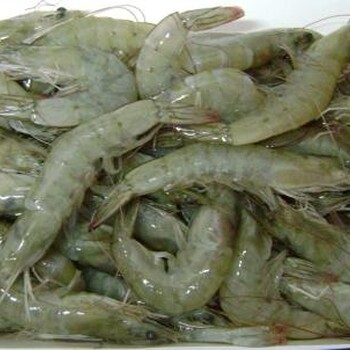秦皇岛海虾价格白对虾到哪里去要批发