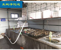 重庆进口生蚝多少钱一个鲜活贝类海鲜供应