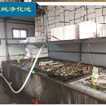 天津进口生蚝价格鲜活贝类牡蛎海鲜直供