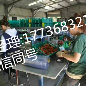 河北人去新西兰（保签）出国劳务急招有技术工月薪3.5万，无技术工2.3万起