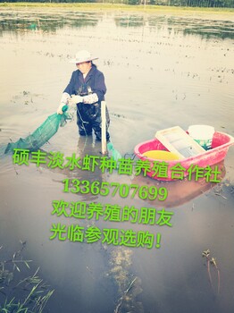 福建小龍蝦養(yǎng)殖基地