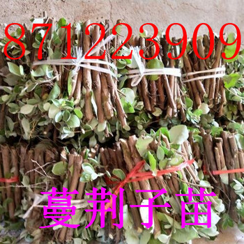 單葉蔓荊子種苗