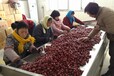 新疆大枣专业代加工批发价格1.2元/公斤