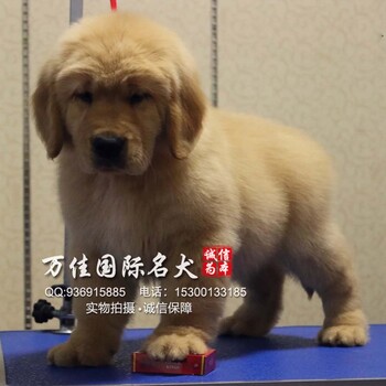 出售纯种可爱大头金毛犬幼犬出售质保健康