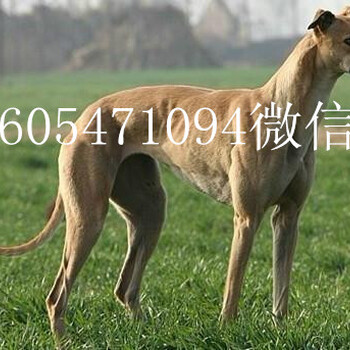 那里有卖哦全活格力犬的格力全多少钱