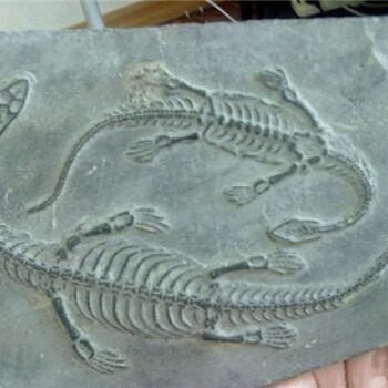 我有一块贵州龙化石，在贵州哪里可以免费鉴定？这东西有价值吗？