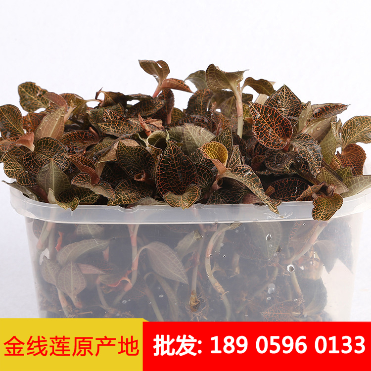 金线莲
